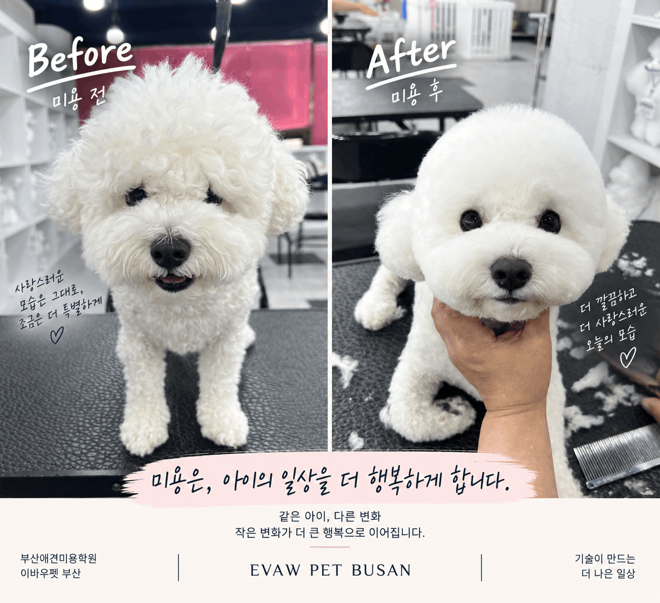흰색 반려견 미용 전후 비교 포트폴리오