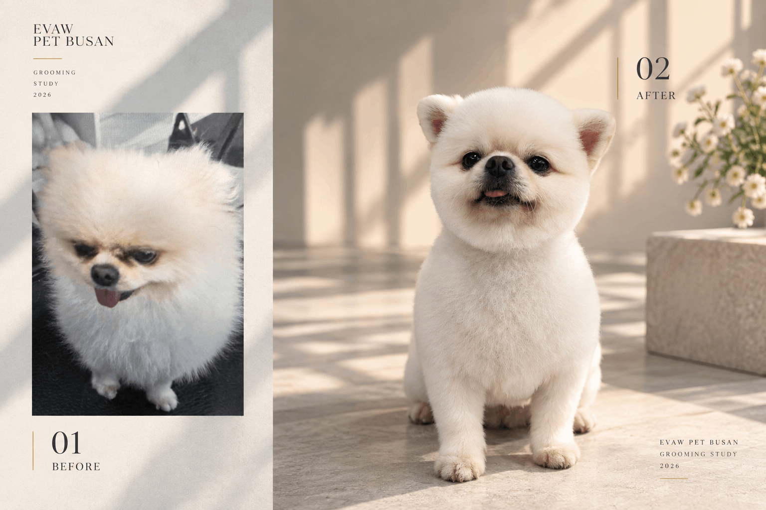 포메라니안 미용 전후 포트폴리오